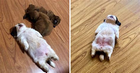 paningning|paningning puppy.